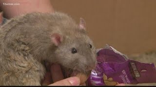 Georgia College senior sells rats as pets