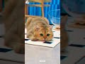Cute Cat Kitten Videos To Watch Shortsfeed Shorts Cat Cutecat Cute Cat Kitten Videos To Watch Shortsfeed Shorts Cat Cutecat