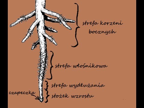 Wideo: Struktura Filogenetyczna Rodzaju Aeschynomene Roślin Strączkowych Do Porównawczej Analizy Genetycznej Symbioz Zależnych Od Nod I Niezależnych Od Nod