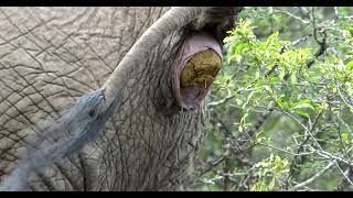 Elephant makes a big poo Resimi