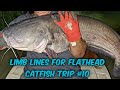 Limb Lines For Flathead Catfish On The Altamaha River #10 (Gator On The Line)