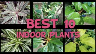 Best 10 indoor plants/luky indoor plants/නිවසේ ඇතුලේ තැබිය හැකි හොදම විසිතුරු පැළ 10/my garden part2