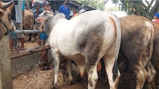 15 JUTA‼️JANTAN PO SIAPAN QURBAN | Jum'at 10 Mei 2024 | Pasar Sapi Jatirogo