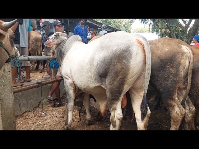 15 JUTA‼️JANTAN PO SIAPAN QURBAN | Jum'at 10 Mei 2024 | Pasar Sapi Jatirogo class=