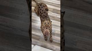 Leopard Pitbull?  x  #cutedog #doggrooming #pitbull