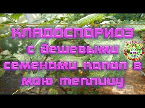 Video: Cladosporium Herbarum: kaj je to in zakaj je nevarno za ljudi? Sredstva proti plesni in plesni