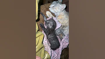 My Kitten Is Dying 