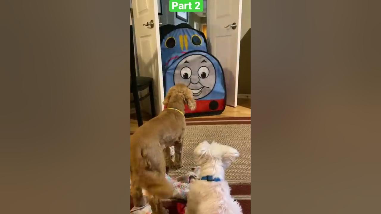 Part 2 of the pups train
