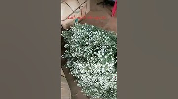 Làm nghề vất vả lắm bốc vác hoa cực quá | Hoa tươi đalat | Hoa hoàng anh và thạch thảo trắng tím