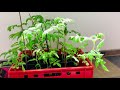 Германия 🇩🇪/ Работаем в саду🪴/ Посадка кустарников 🌱/ Рассада помидоров 🍅/Гардины для гостиной