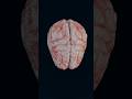 The Hidden Killer in Our Bodies #shorts