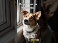 Dog Needs Unlimited Attention 😂🐶 #memetok #pets  #dogmeme #animalmeme #funnypets