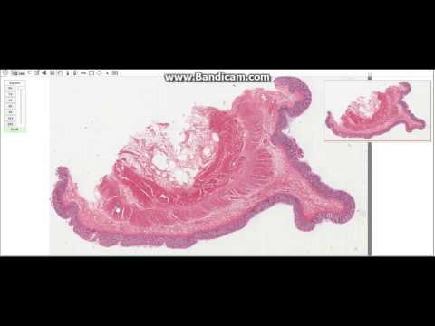 Histology Of The