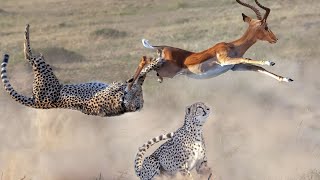 Impala! Flying Antelope, confusing even a Cheetah!