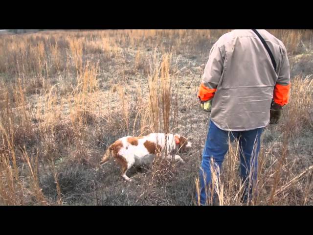 Corporate Quail Hunt Three @ www.crookedoaks.com