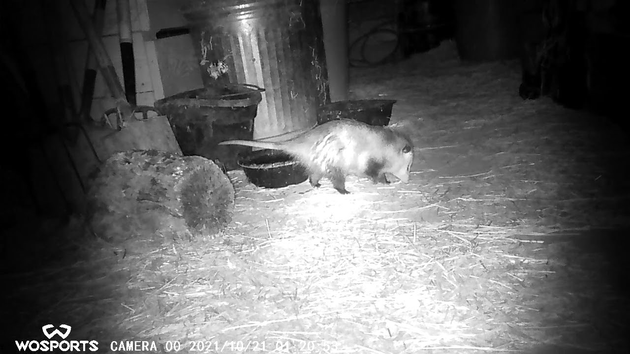 Barn Predators Trail Cam  