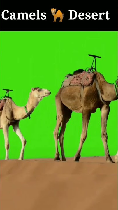 Camels Animal walking green screen VFX