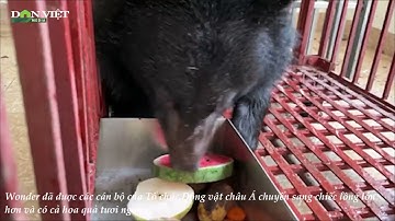 Một cá thể gấu ngựa được Công an Điện Biên giải cứu từ dân buôn lậu | Báo Dân Việt