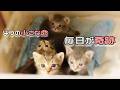 家で生まれた子猫たちが、たくさんの愛情を受けて育っていく。