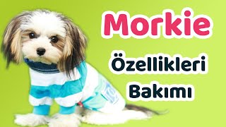 Morkie Özellikleri Bakımı Beslenmesi Sağlığı Ve Eğitimleri