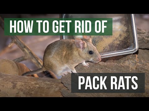 How to Get Rid of Pack Rats/Woodrats (4 Easy Steps)
