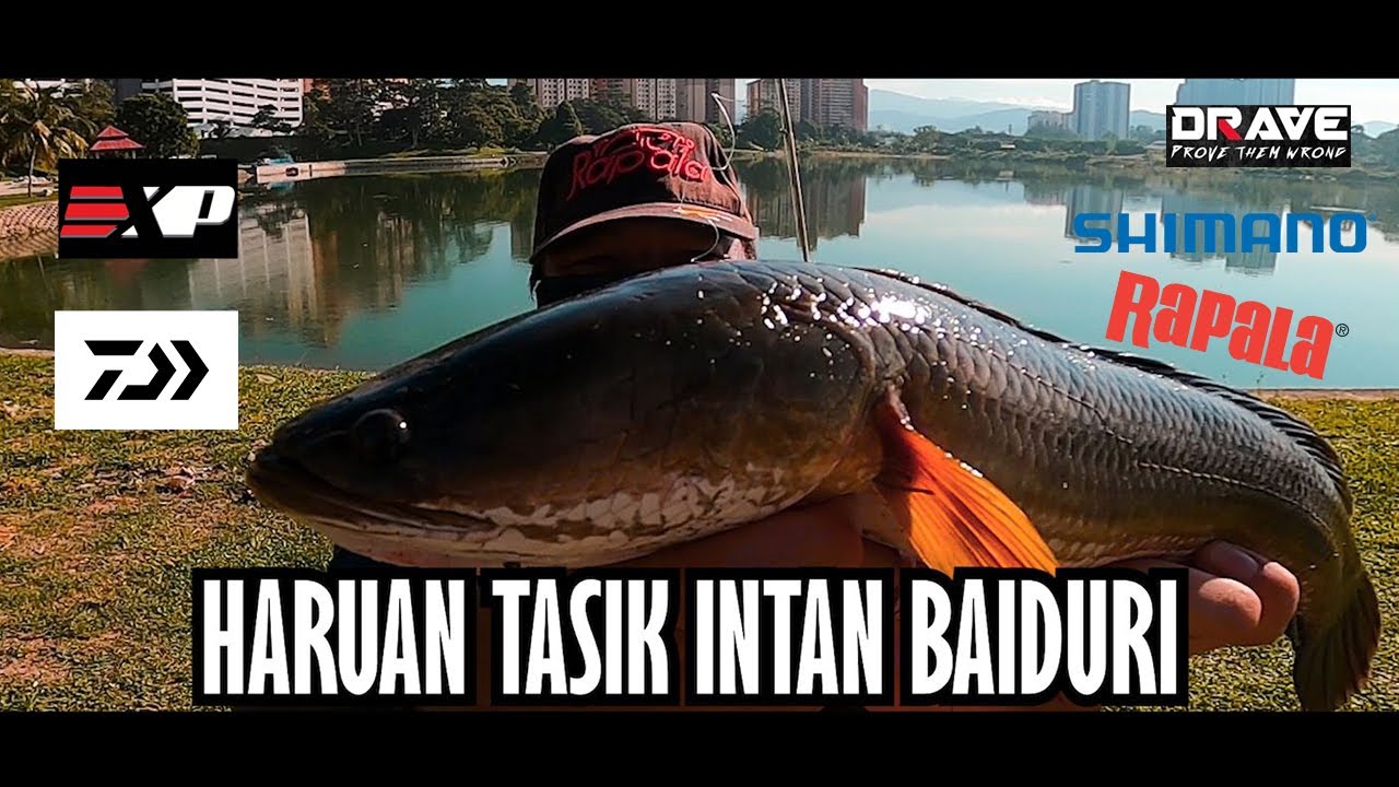 Haruan Tasik Intan Baiduri Banyak Haruan monster 1kg dekat sini