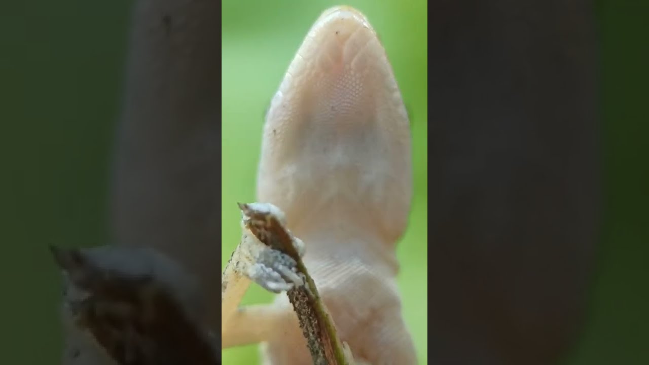 Lizard Macro Video