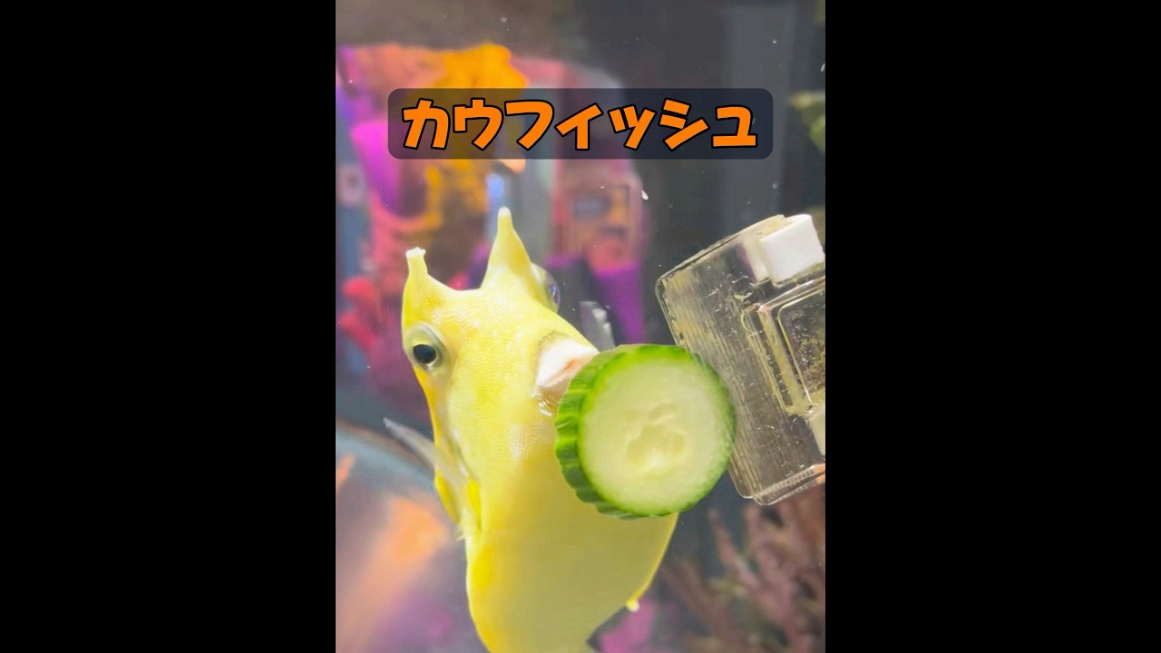 #animals #動物プロダクション #動物 #自然 #癒し