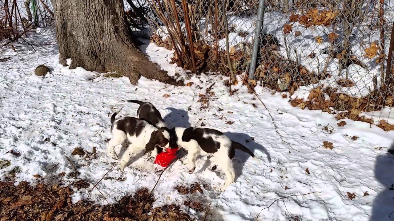 9 week old springer spaniel puppies playing! YouTube