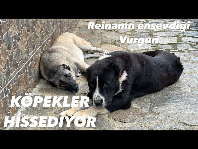 Porno onanizm bilan ushlangan Syktyvkarda rus porno