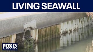 Living seawall created healthy habitat