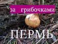 По грибы в Пермские леса. Дождливый август. 19 августа 2020