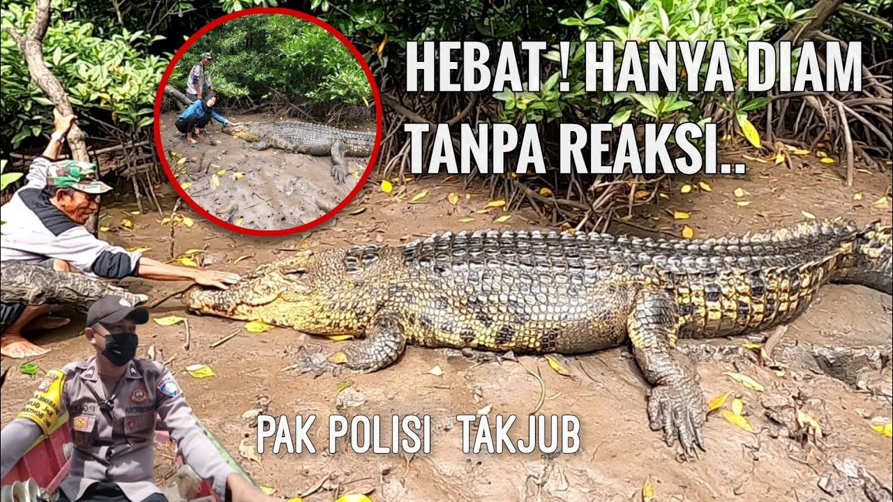 terkejut❗di hadang riska,perdana  pak polisi berinteraksi,matanya beda dengan buaya lain..