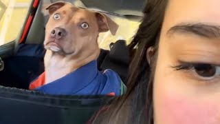 'Brave' Dog realizes he’s at the vet and not the park 🤣