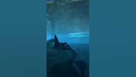 O PODEROSO tubarão MEGALODON. The Hiru (Curiosi Ark)