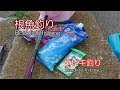サビキ釣りを舐めたらアカン!事前に釣れているか調べよう!