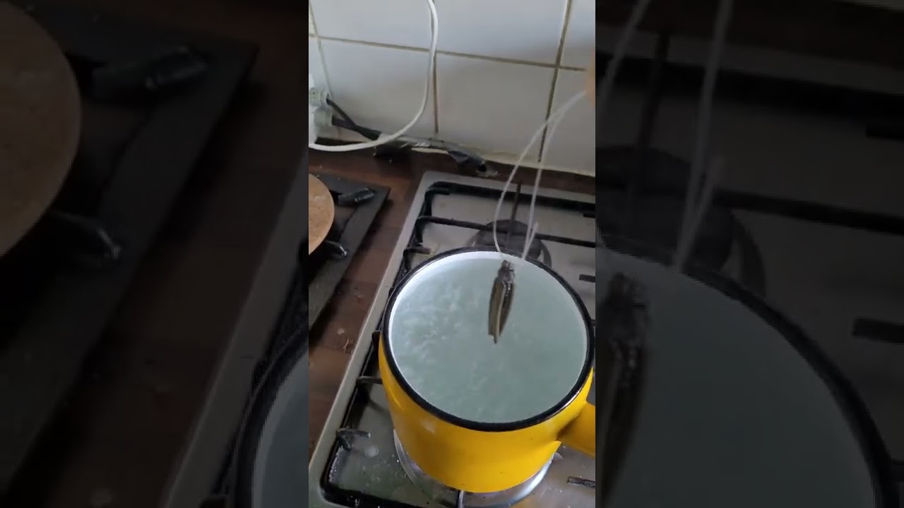 Pêche au feeder : monter ses potences - gaine thermorétractables