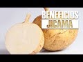 10 beneficios y propiedades de la jcama  para qu sirve 