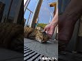 入れないから外で甘やかす #猫 #cat