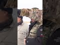 🤔 Период брачных игр у овцебыков #крайнийсевер #ямал #природа