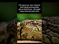 Pit vipers can "see" infrared heat using heat-sensitive pits on their faces
