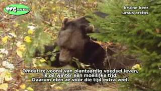 Fauna Flash De Bruine Beer  Ursus Arctos