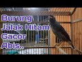 Burung Jalak Hitam Gacor