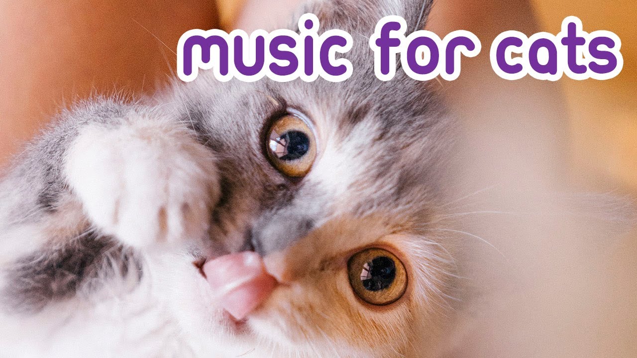 Image showcasing Music To Soothe Your Anxious Cat! - Songs for Nervous Cats! - YouTube