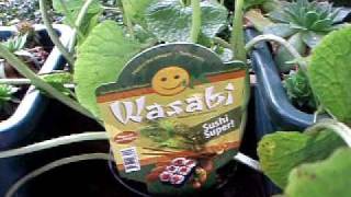 WASABI - Wasabia japonica a.k.a Eutrema japonica a.k.a Cochlearia wasabi