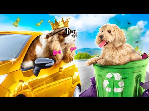 Video: Fem Ridiculously Rich Dogs