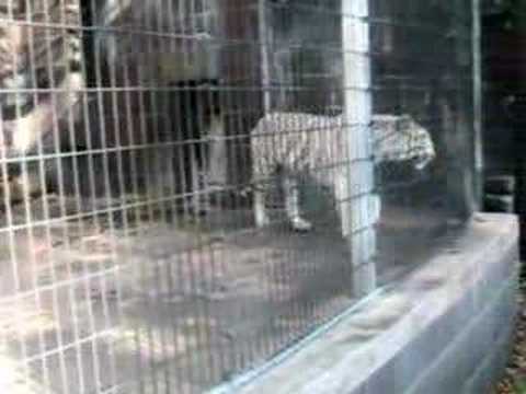 white tiger