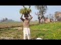 Piyaz  سبز مرچ ki kasht | Onion & Green Chilli Farming in Pakistan  Mozzam Saleem