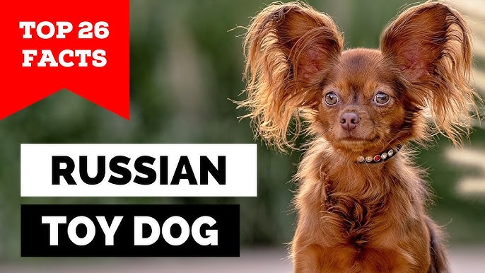 Russian Toy Dog Top 10 Facts You