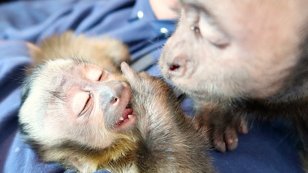 sweetwater Baby Monkey Falls Asleep Talking to Big Brother! (CUTE)